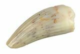 Fossil Amphibian (Apachesaurus) Tooth - Arizona #277126-1